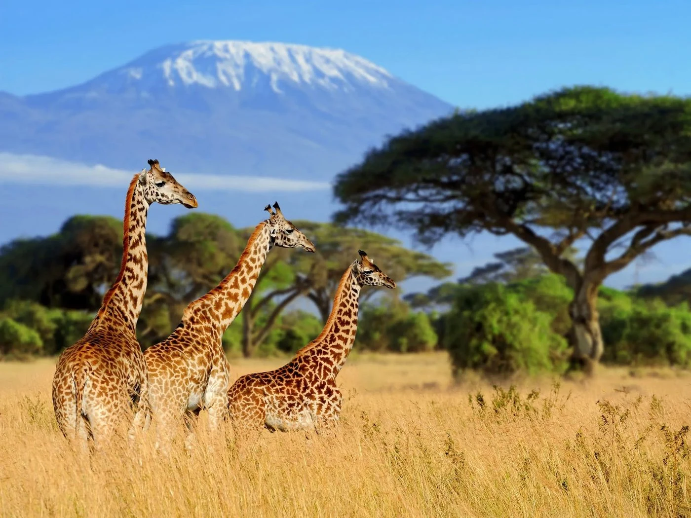 Giraffes on the savanna below a snow-capped mountain